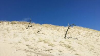 explore instagram with picuki